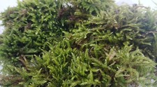Live hypnum moss for sale  THATCHAM