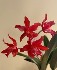 Rchidee cattleya hybride gebraucht kaufen  Dortmund
