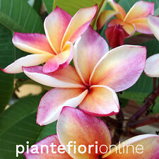 Plumeria california sunset usato  Palermo