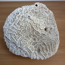 Natural coral 3lb for sale  West Lafayette
