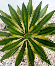 Plant wide agave for sale  USA