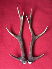 sika deer antlers for sale sika deer antlers for sale DUNDEE
