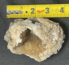 Calcite crystals clam for sale  Naples