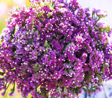 Statice twilight purple for sale  Sevierville