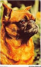Ailp8 0805 chien d'occasion  France
