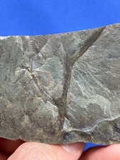 Devonian zosterophyllum rhenan gebraucht kaufen  Saarbrücken