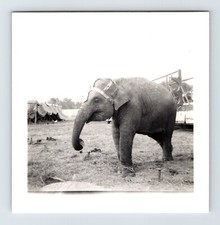Vintage photo clyde for sale  Elk Grove