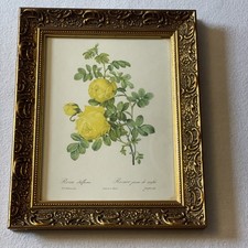 Antique rosa sulfurea for sale  WASHINGTON