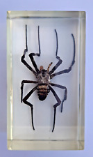 Devil spider real for sale  EASTLEIGH