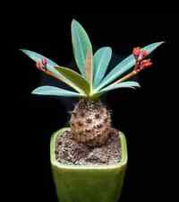 Rare euphorbia pachypodioides for sale  Marietta