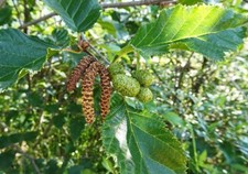 Paper birch seeds for sale  CHORLEY