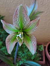 Hippeastrum pmn2 iguazuanum usato Hippeastrum pmn2 iguazuanum usato  Bagnoregio