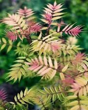 Sorbaria sorbifolia sorbus for sale  CREWE