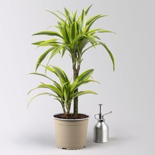 Duftender drachenbaum lemon gebraucht kaufen  Deutschland