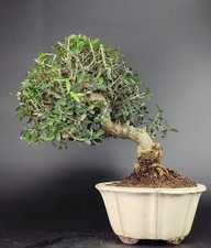 Bonsai olivastro wildolive usato  Cison di Valmarino