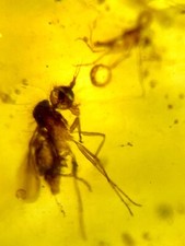 Burmese amber mosquito for sale  Harrison Township