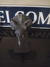 Triceratops fossil head for sale  Waterbury