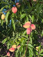 Florida peach fruit for sale  Tampa