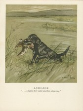 Labrador retriever lovely for sale  COLEFORD