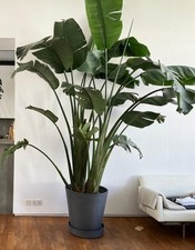 Giant white bird for sale  LONDON