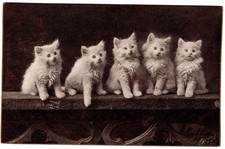 5 kittens for sale  Branford