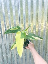 Rare philodendron domesticum for sale  Homestead