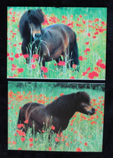 Postkarten shetland pony gebraucht kaufen  Limburg a. d. Lahn