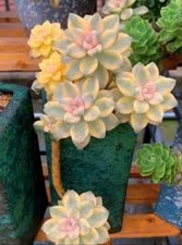 Graptoveria paraguayense bernalense variegata 🏵️ Corte 3cm Suculento 🏵️limi, usado comprar usado  Enviando para Brazil