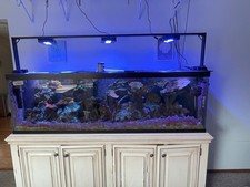 Salt water fish for sale  Harrison Township