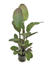 Live aquarium plants for sale  MANSFIELD