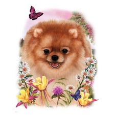 Pomeranian new dog for sale  Olivet