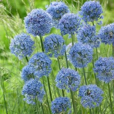 Allium caeruleum early for sale  UK