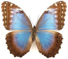 Morpho helenor ctavia gebraucht kaufen  München