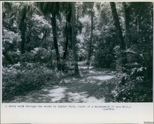 old growth wood collection for sale old growth wood collection for sale Germantown