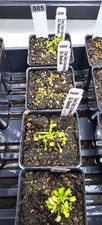 Venus flytrap basmati for sale  Lorton