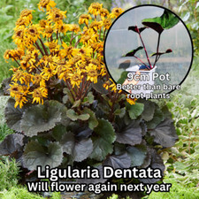 Pack ligularia dentata for sale  BEDFORD