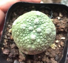 Dia 3.5cm livesucculent for sale  Shipping to United Kingdom
