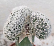 Mammillaria duwei cristate usato  Lecce