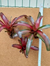 Neoregelia iris hybride gebraucht kaufen  Adelheidsdorf