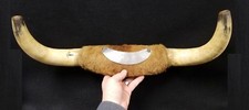 1897 bull horns for sale  Canaan