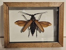 Real framed giant for sale  Fleetwood