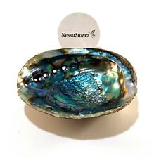 Green abalone sea for sale  Riverside