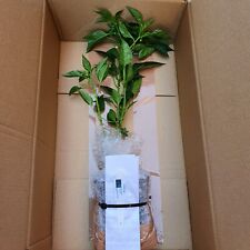 Large chilli plants for sale  SHEERNESS