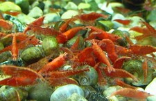 Pack red cherry for sale  Raymond
