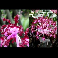 Species laelia schomburgkia for sale  Canton