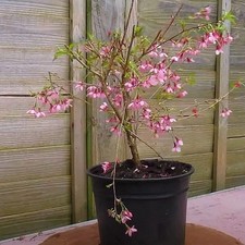 Prunus incisa paean d'occasion Prunus incisa paean d'occasion  Pouzauges