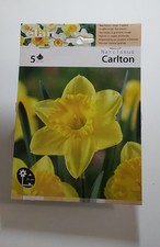 Narcisi bulbi carlton usato  Rotonda
