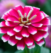 Zinnia ice queen for sale  Sevierville