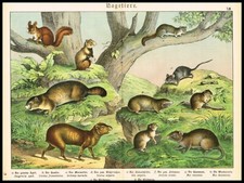 Ardilla roja, agouti, ratón doméstico, vole común, roedores, impresión antigua grande 1890 segunda mano  Embacar hacia Mexico
