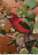 Animaux oiseaux tangara d'occasion  Fruges